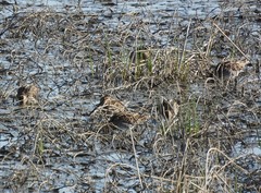 Gallinago delicata
