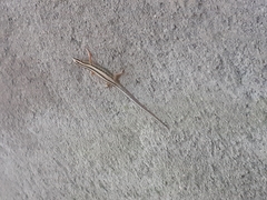 Sphenomorphus sanctus