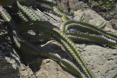 Stenocereus standleyi
