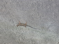 Sphenomorphus sanctus