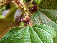 Miconia tococa