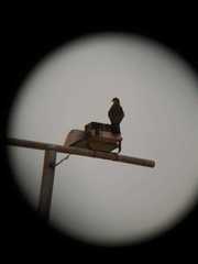 Daptrius chimango chimango