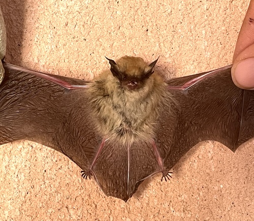 California Myotis