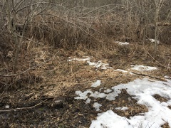 Spizelloides arborea