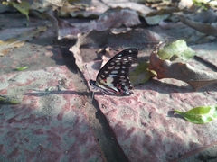 Graphium doson