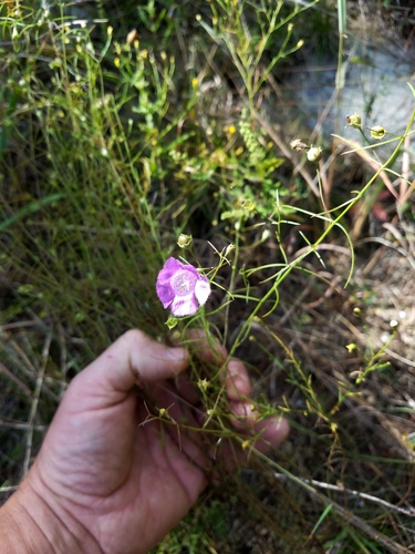 Navasota false foxglove (Agalinis navasotensis)