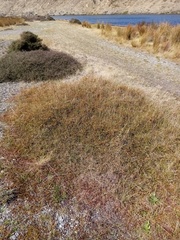 Muehlenbeckia axillaris × complexa