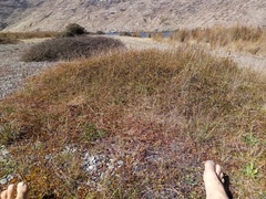 Muehlenbeckia axillaris × complexa