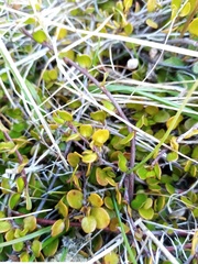 Muehlenbeckia axillaris × complexa