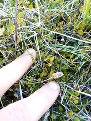 Muehlenbeckia axillaris × complexa