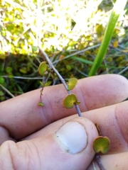 Muehlenbeckia axillaris × complexa