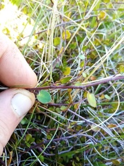 Muehlenbeckia axillaris × complexa