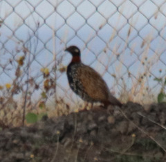 Francolinus francolinus