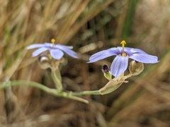 Sisyrinchium funereum