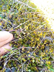 Muehlenbeckia axillaris × complexa