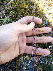 Muehlenbeckia axillaris × complexa