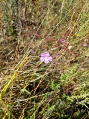 Agalinis navasotensis