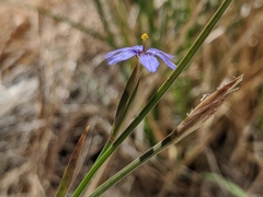 Sisyrinchium funereum