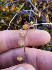 Muehlenbeckia axillaris × complexa