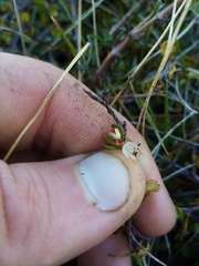 Muehlenbeckia axillaris × complexa