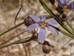 Sisyrinchium funereum