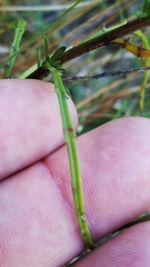 Dysodiopsis tagetoides