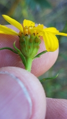 Dysodiopsis tagetoides
