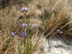 Sisyrinchium funereum