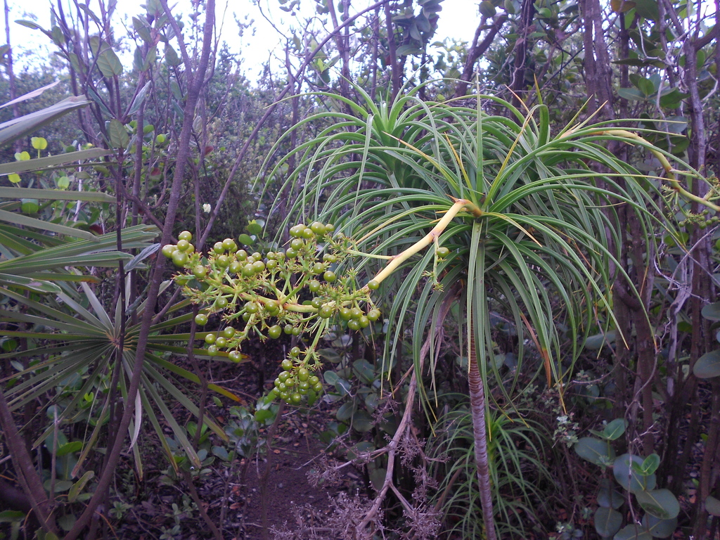 Dracaena cubensis  iNaturalist