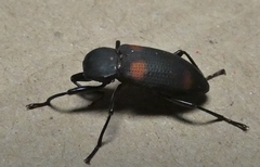 Zophobas quadrimaculatus