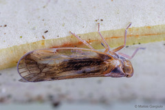 Notocixius