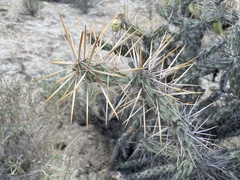 Cylindropuntia molesta molesta