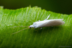 Semidalis