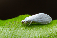 Semidalis