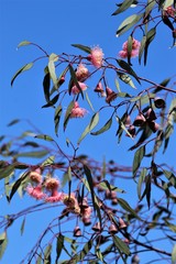 Eucalyptus caesia