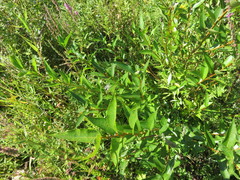 Salix lucida lucida