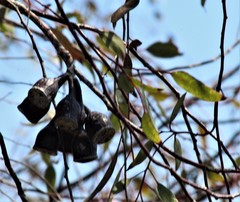 Eucalyptus caesia