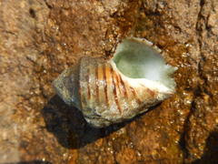 Opeatostoma pseudodon