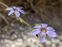 Sisyrinchium funereum