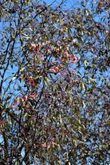 Eucalyptus caesia