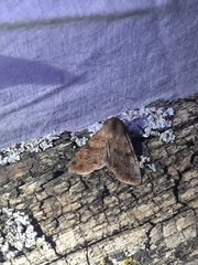 Orthosia rubescens