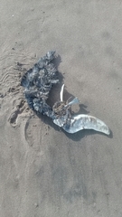 Spheniscus magellanicus