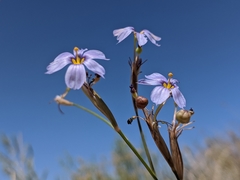 Sisyrinchium funereum