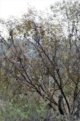 Eucalyptus caesia