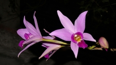 Laelia anceps