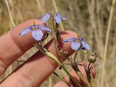 Sisyrinchium funereum