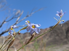 Sisyrinchium funereum