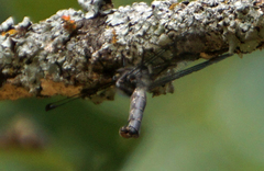 Ululodes quadripunctatus