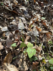 Tiarella austrina