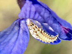 Chrysoperla plorabunda